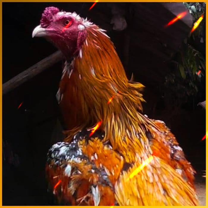 e699 สล็อต เว็บตรง สล็อต ฝากถอนออโต้ ไม่ผ่านเอเย่นต์ 2026